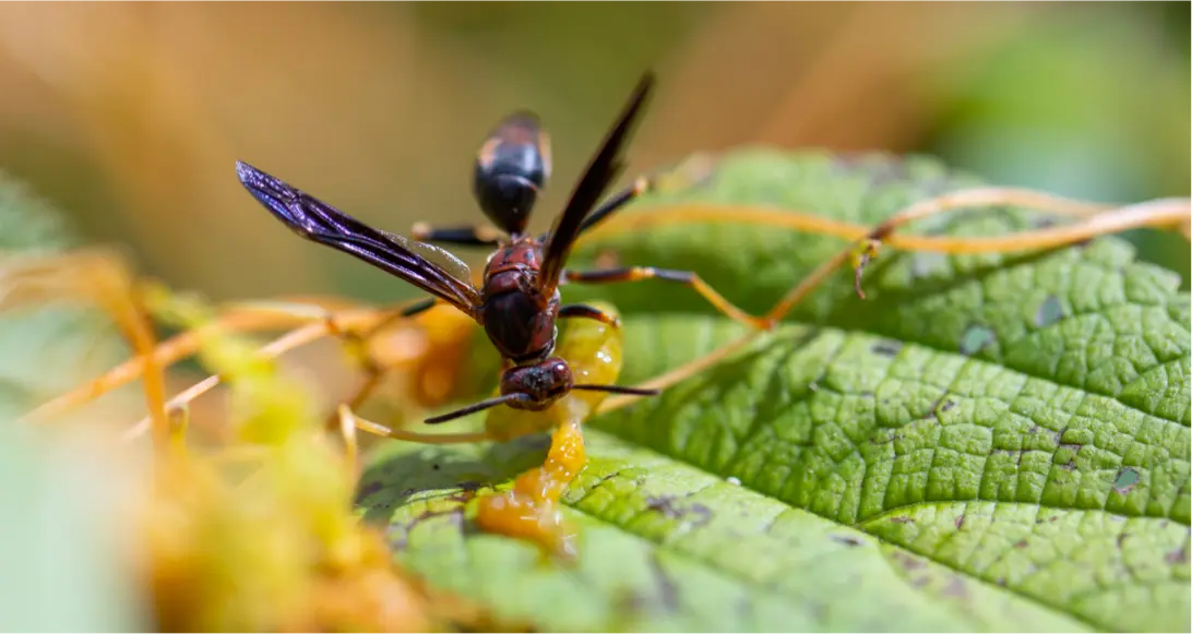 Insect on the leaf