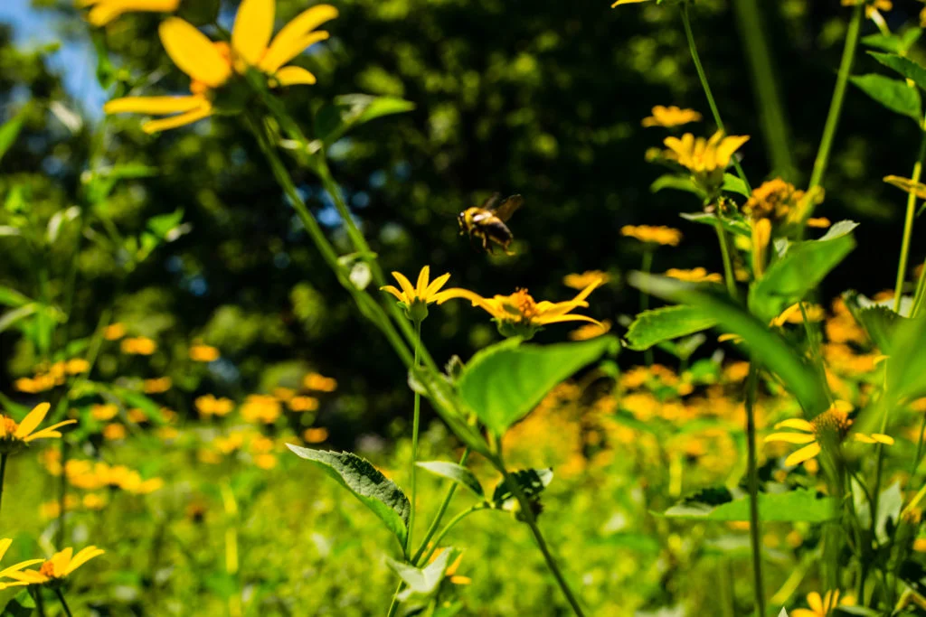 False sunflowers with buzzing bee in Jones Mill Meadow by Ben Israel