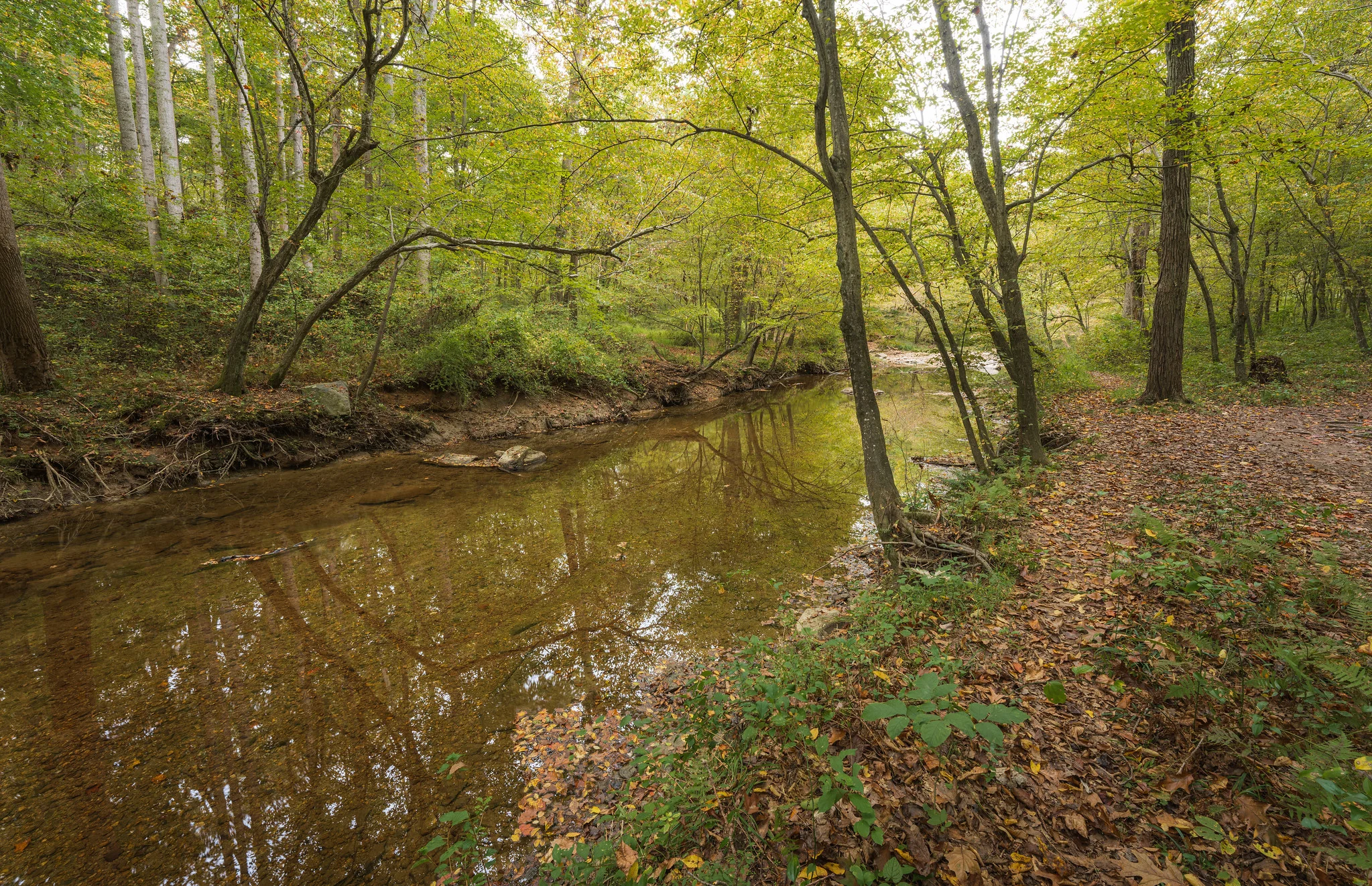 A peaceful stream (Rock Creek) winds through a mid-Atlantic forest in springtime.