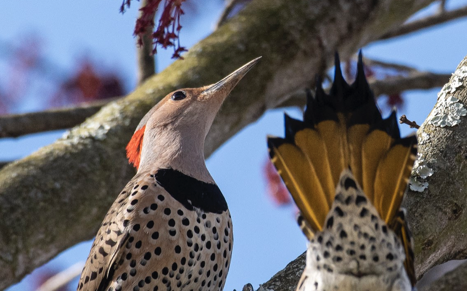 beautiful birds in a tree