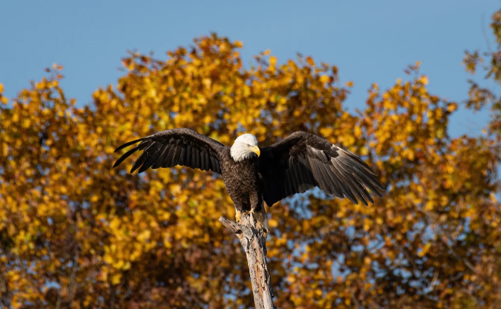 bald eagle with spread wings in a tree with autumn orange leaves