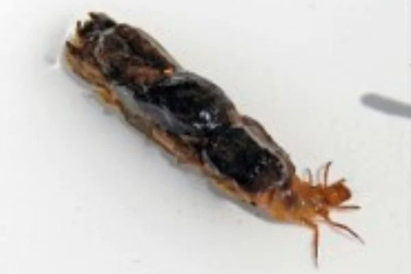 Identify this Creek Critter