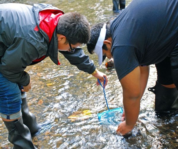 Creek Critters | Catching Critters