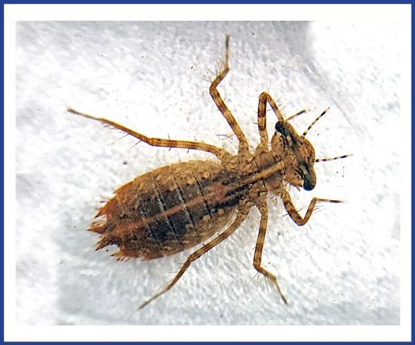 Identify this Creek Critter