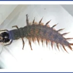 Identify this Creek Critter