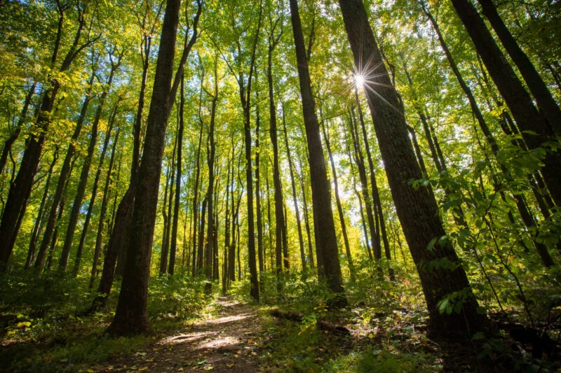 Forest Liriodendron by Katy Cain