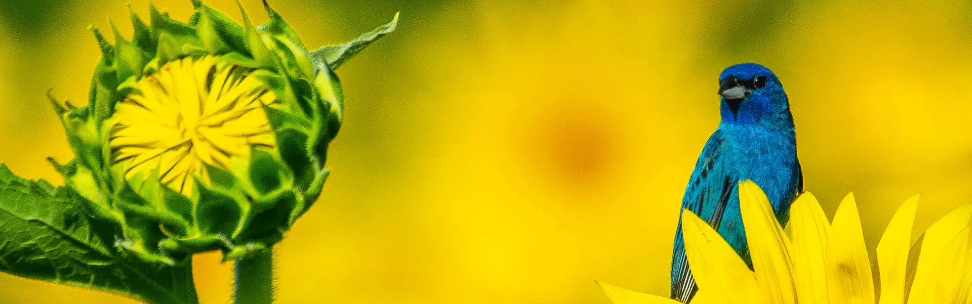 indigo Bunting on a sunflower