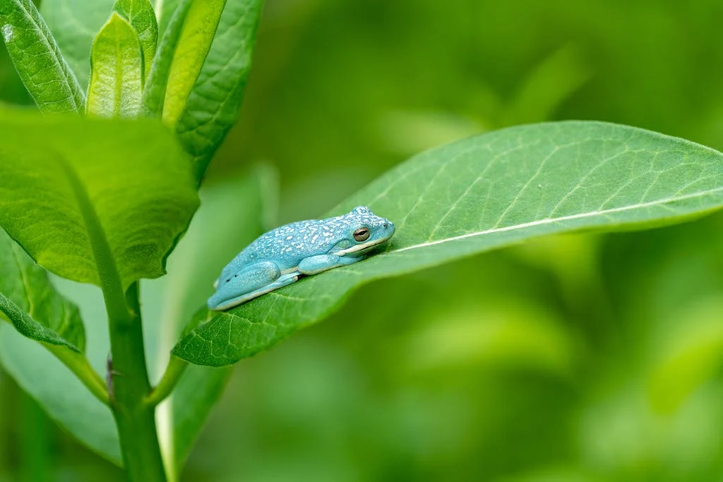 small green frog hanging out on on a leaf