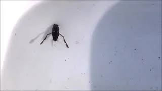 Identify this Creek Critter | backswimmer in slow motion