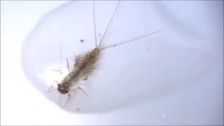 Identify this Creek Critter | Mayfly in water droplet