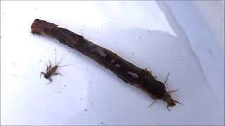 Identify this Creek Critter | casemaker caddisflies