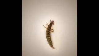 Identify this Creek Critter | CC Caddis larvae