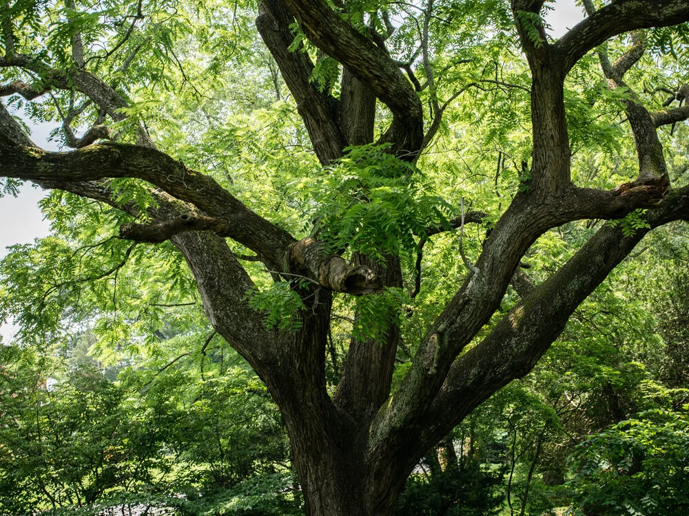 BLACK WALNUT