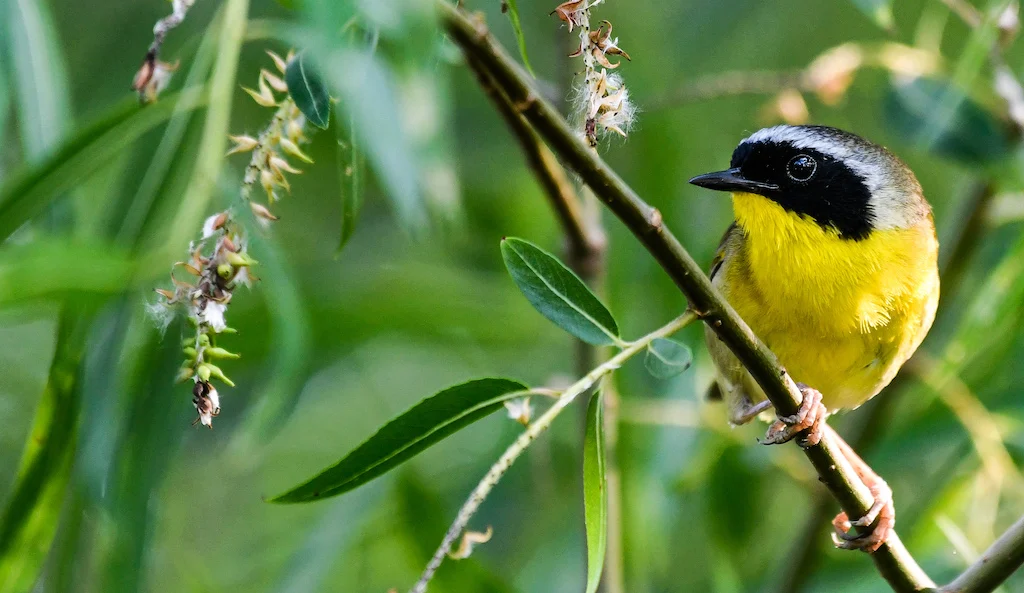 Yellow and black bird