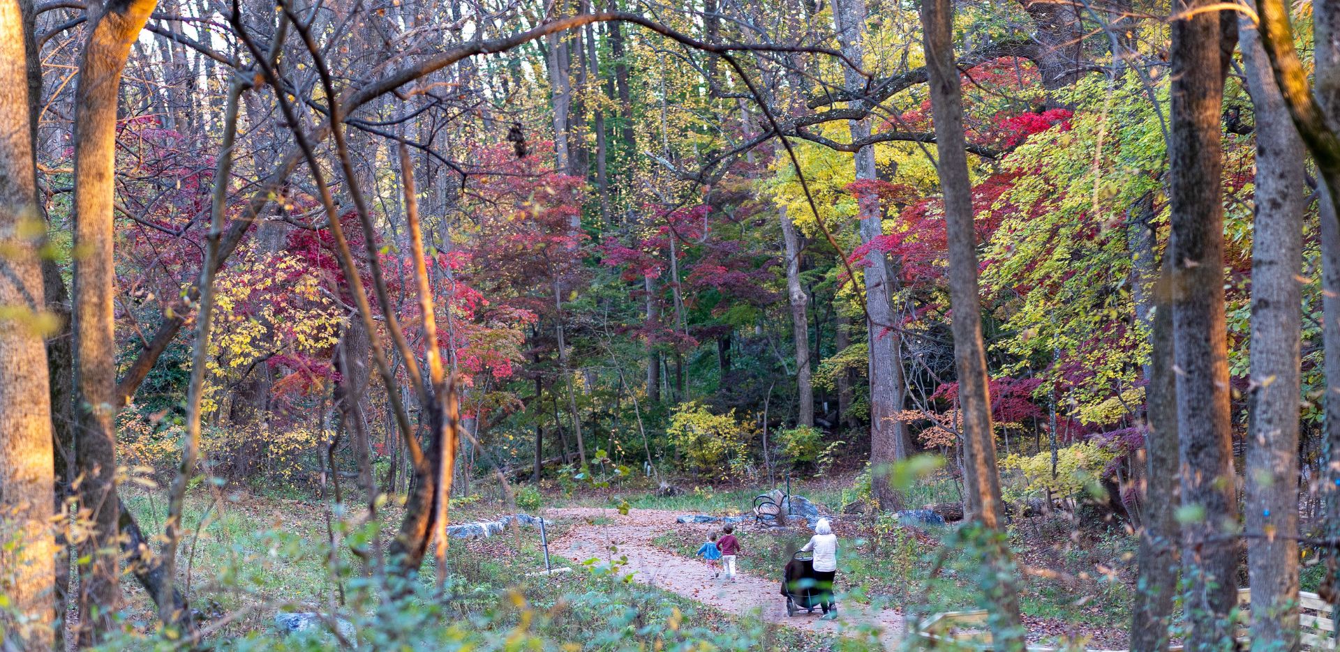 Fall colors in the forest along the accessible trail at Woodend Nature Sanctuary