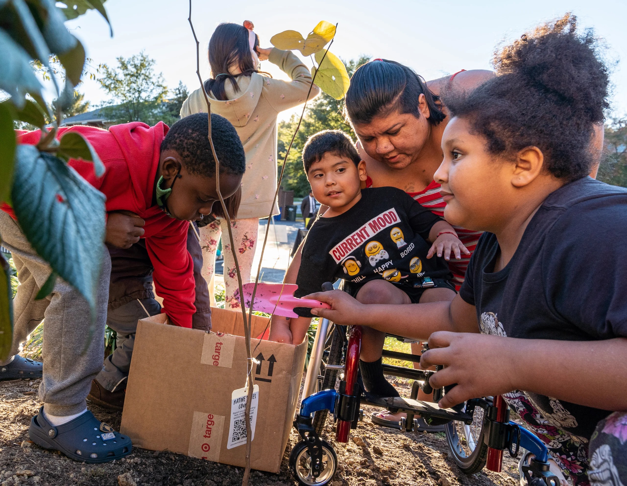 4 people are working together to plant a small tree. A young Black boy leans into a cardboard box with soil. A Latina girl is holding a small pink trowel. A young Latino boy in a wheelchair leans in to get a good look, while a woman bends in behind him.