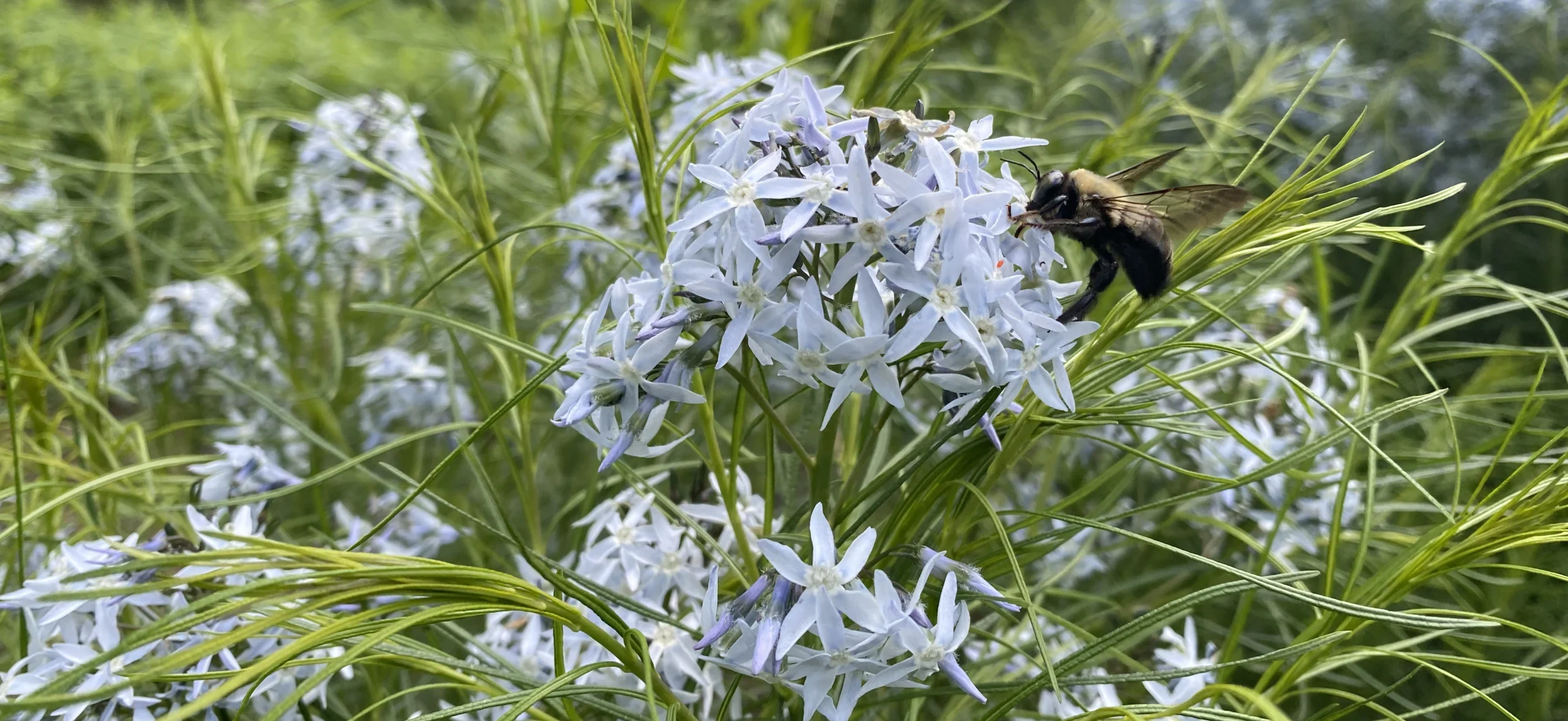 A bee visits the flower of an amsonia tabernaemontana in beautiful bloom, planted in a rain garden at Broadlands HOA, Loudoun County. Photo credit BJ Lecrone.