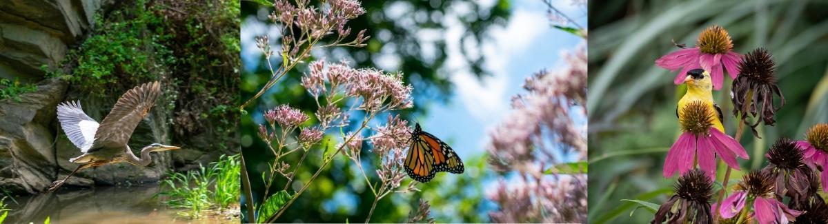 Images of two birds and a butterfly