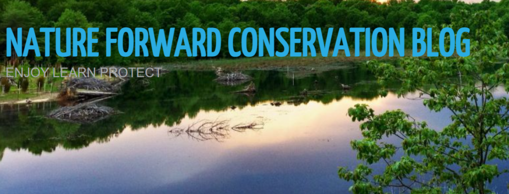 Woodend Sanctuary - Nature Forward