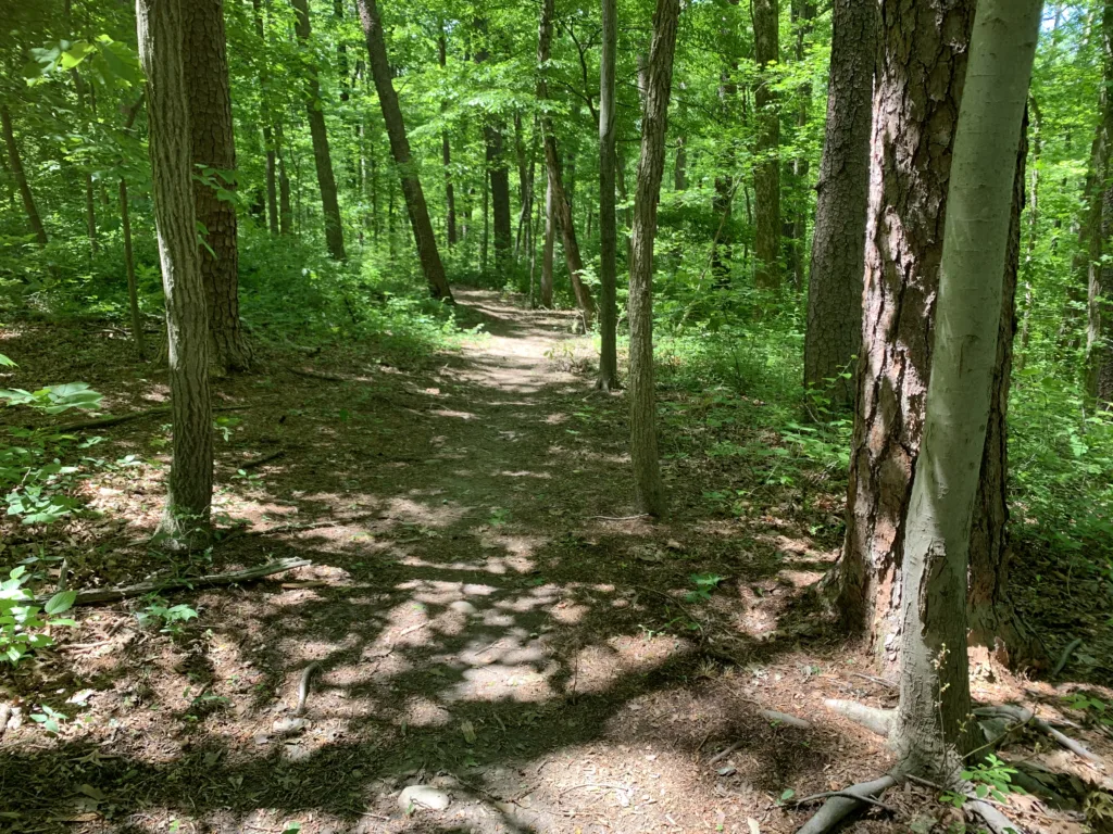 Natural surface trail in Newington Conservation Site on Amberleigh HOA property