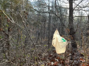 Plastic bags frequently litter natural areas, such as this one stuck in a tree at a Fairfax County park.