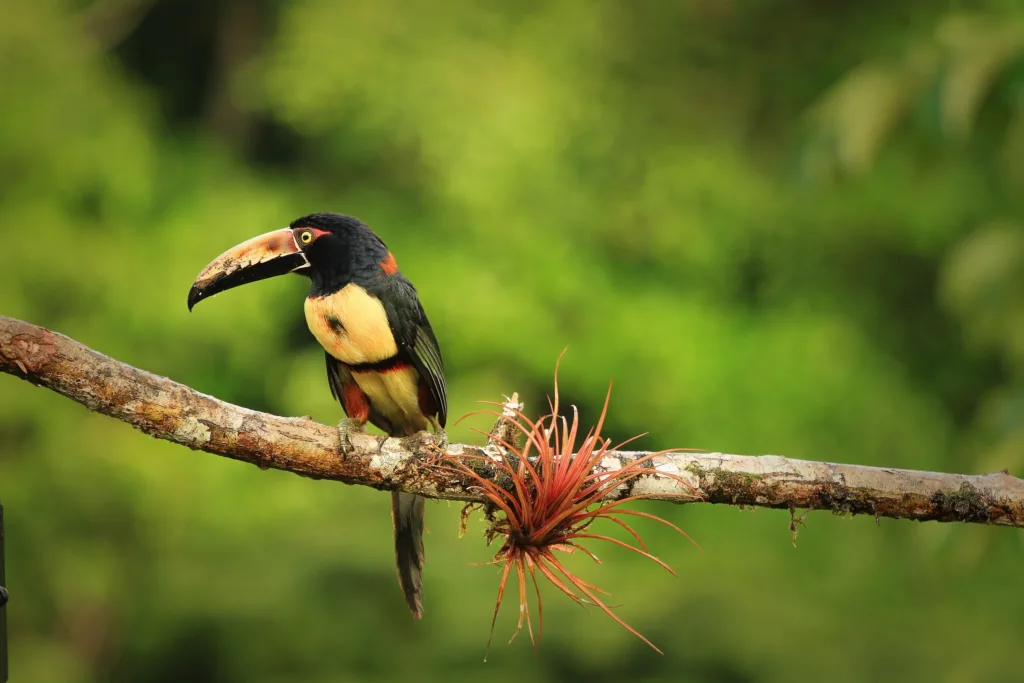 Collared Aracari