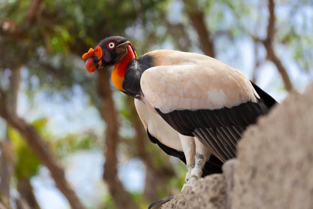 King Vulture