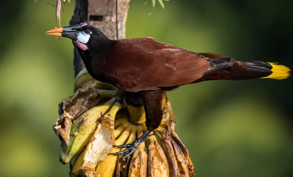 Montezuma Oropendola