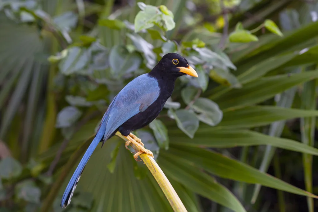 Yucatan Jay