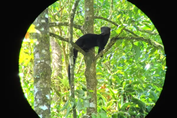 Image of animal life in Costa Rica