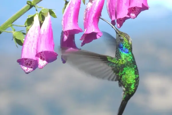 Hummingbird at a purple flower in Costa Rica