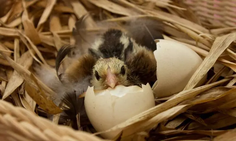 Baby bird hatching from its shell