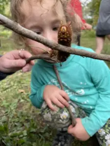 A preschool child looking closely at a caterpillar on a tree branch