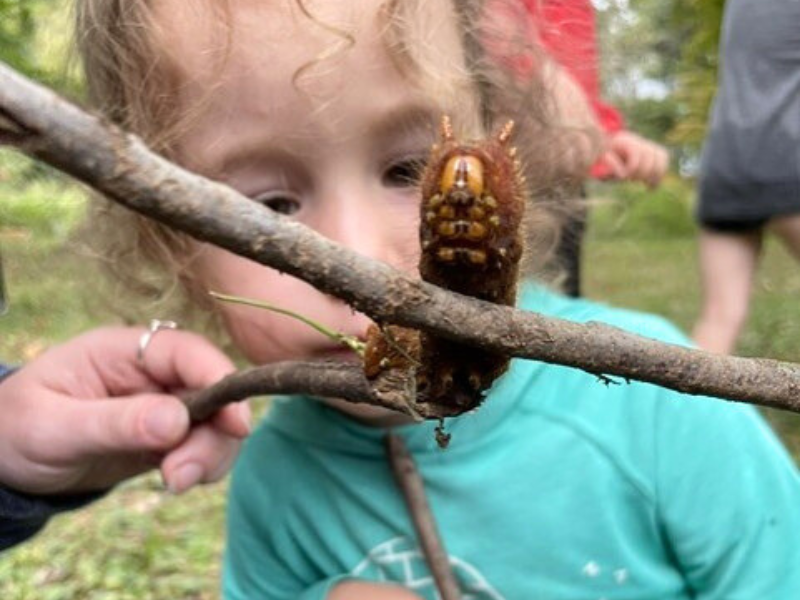A preschool child looking closely at a caterpillar on a tree branch