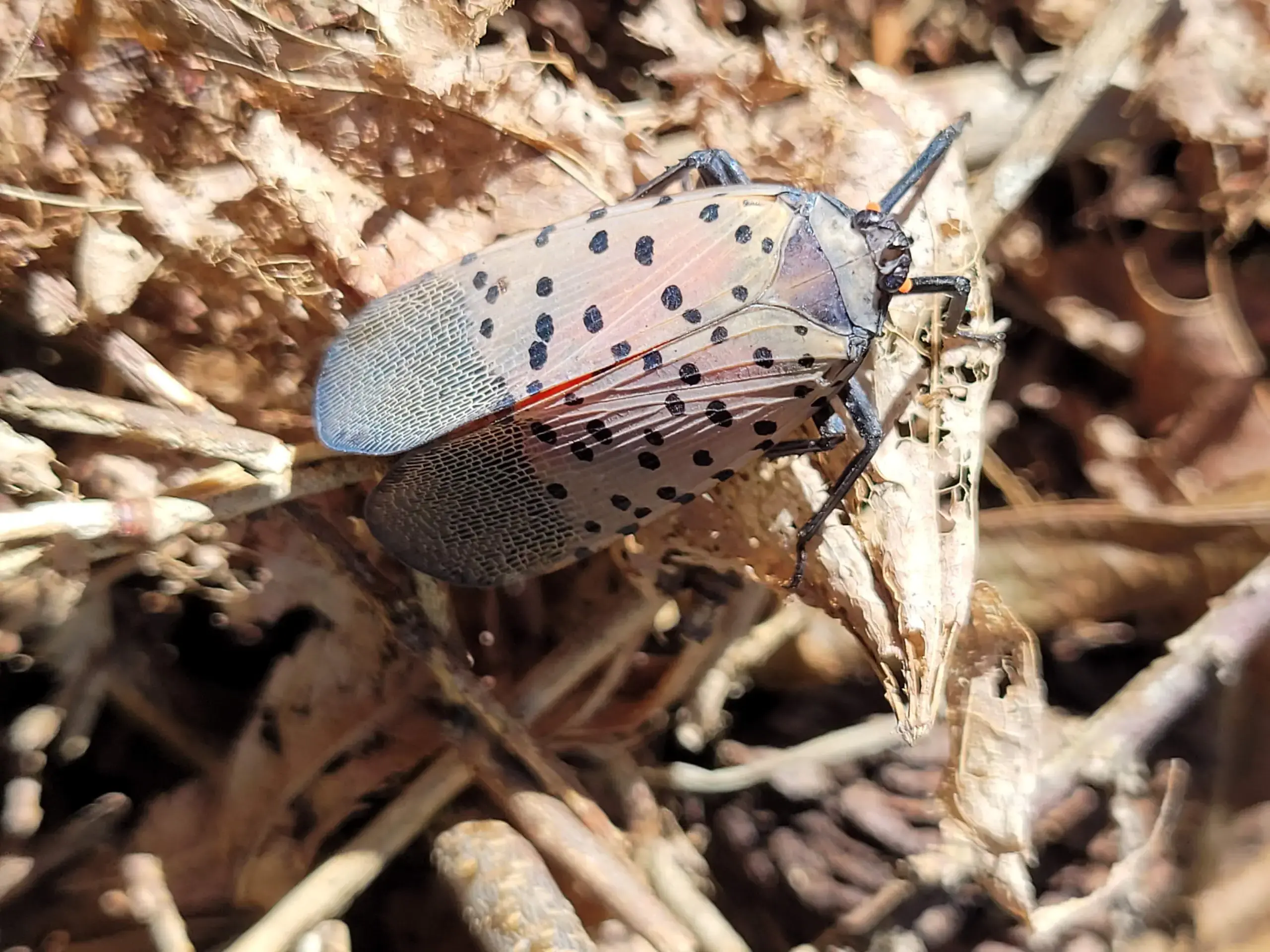 Woodend Reports: Spotting the Lanternflies
