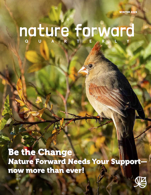 Nature Forward Quarterly Winter 20242025 Nature Forward