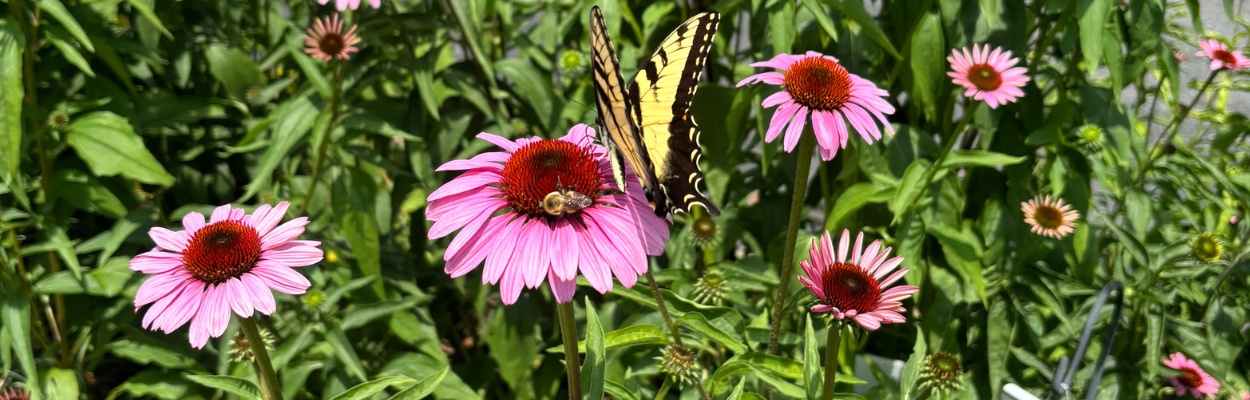 A butterfly hovering over a wildflower