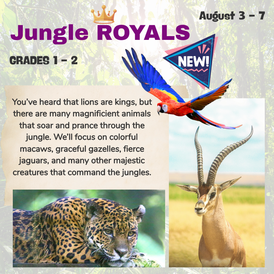You’ve heard that lions are the kings, but there are many magnificent animals that soar through the skies and prance through the jungle. In this camp, we’ll focus on jewel-colored macaws, graceful gazelles, fierce jaguars, and many other majestic creatures that command the jungles they roam.