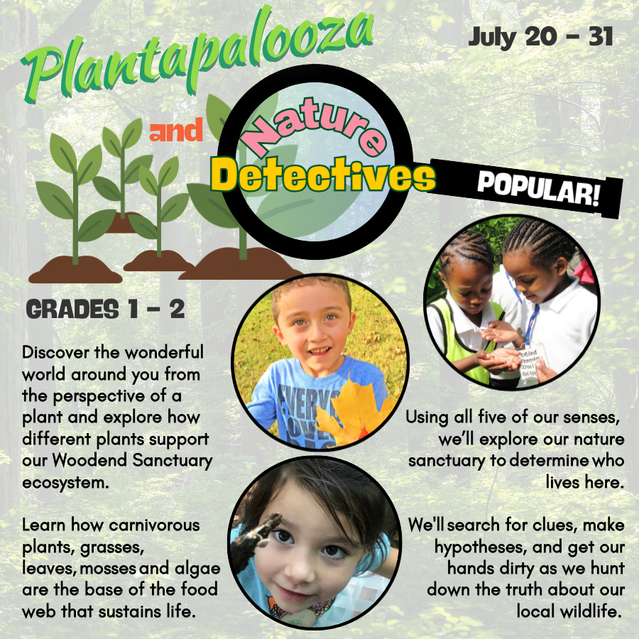 Camp for  first and second graders. Discover the wonderful world around you from the perspective of a plant and explore how different plants support our Woodend ecosystem. Learn how carnivorous plants, grasses, leaves, mosses and algae are the base of the food web that sustains life.  

 Using all five of our senses, we’ll explore our nature sanctuary to determine who lives here. We'll search for clues, make hypotheses, and get our hands dirty as we hunt down the truth about our local wildlife.   