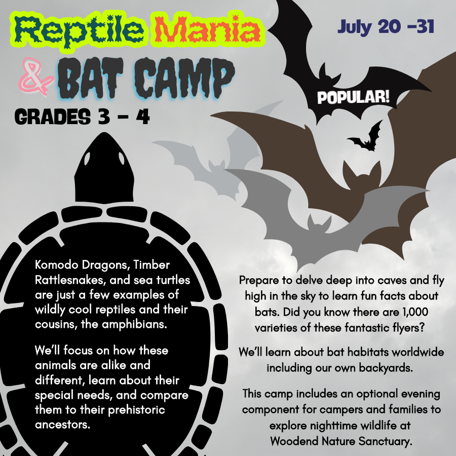 Very popular camp for children in grades 3 and 4. Komodo Dragons, Timber Rattlesnakes, and sea turtles are just a few examples of wildly cool reptiles and their cousins, the amphibians. We will focus on how these animals are alike and different, learn about their special needs, and compare them to their prehistoric ancestors.   

Get ready to delve deep into caves and fly high in the sky as we discover fun facts about bats. Did you know there are 1,000 varieties of these fantastic flyers? Join us on our journey as we travel to bat habitats worldwide including our own backyards. This camp will include an optional evening component for campers and their families to explore the nighttime wildlife at Woodend Sanctuary. 