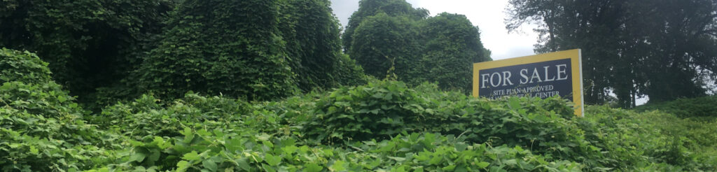 Invasive kudzu having taken over a vacant lot (Fairfax Co., VA)