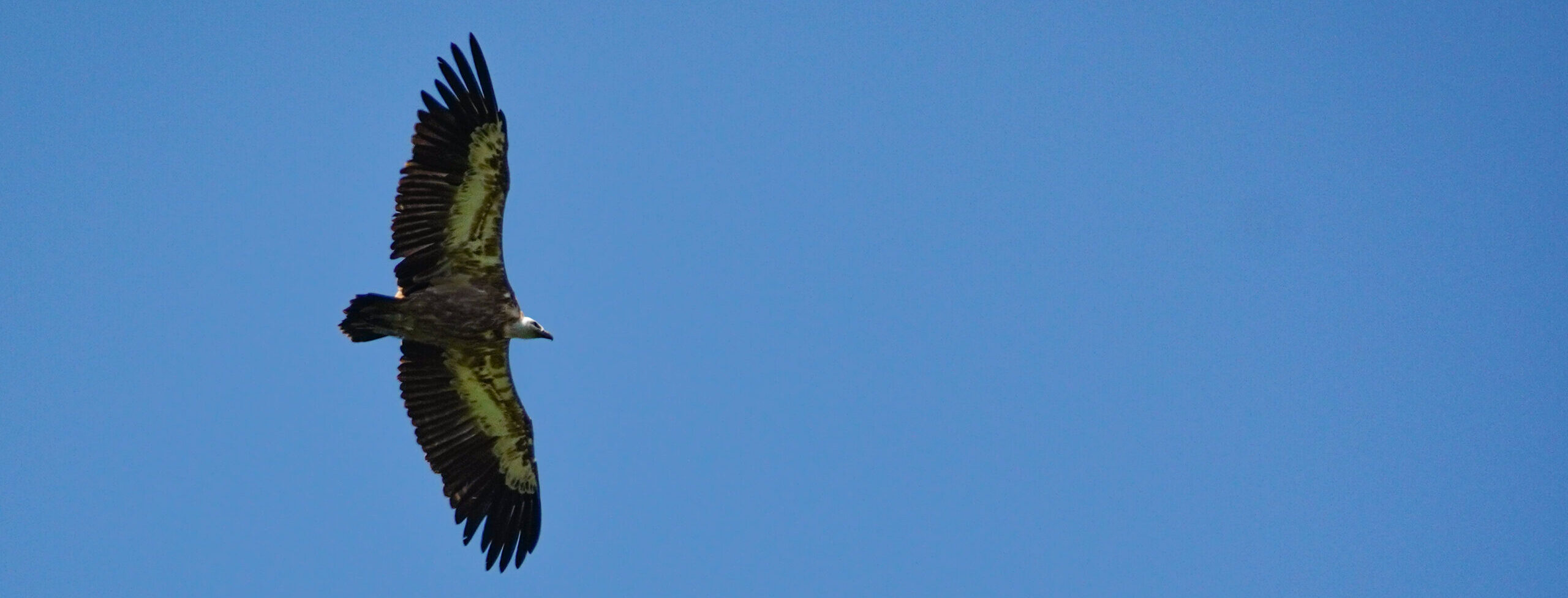 European Griffon Vulture