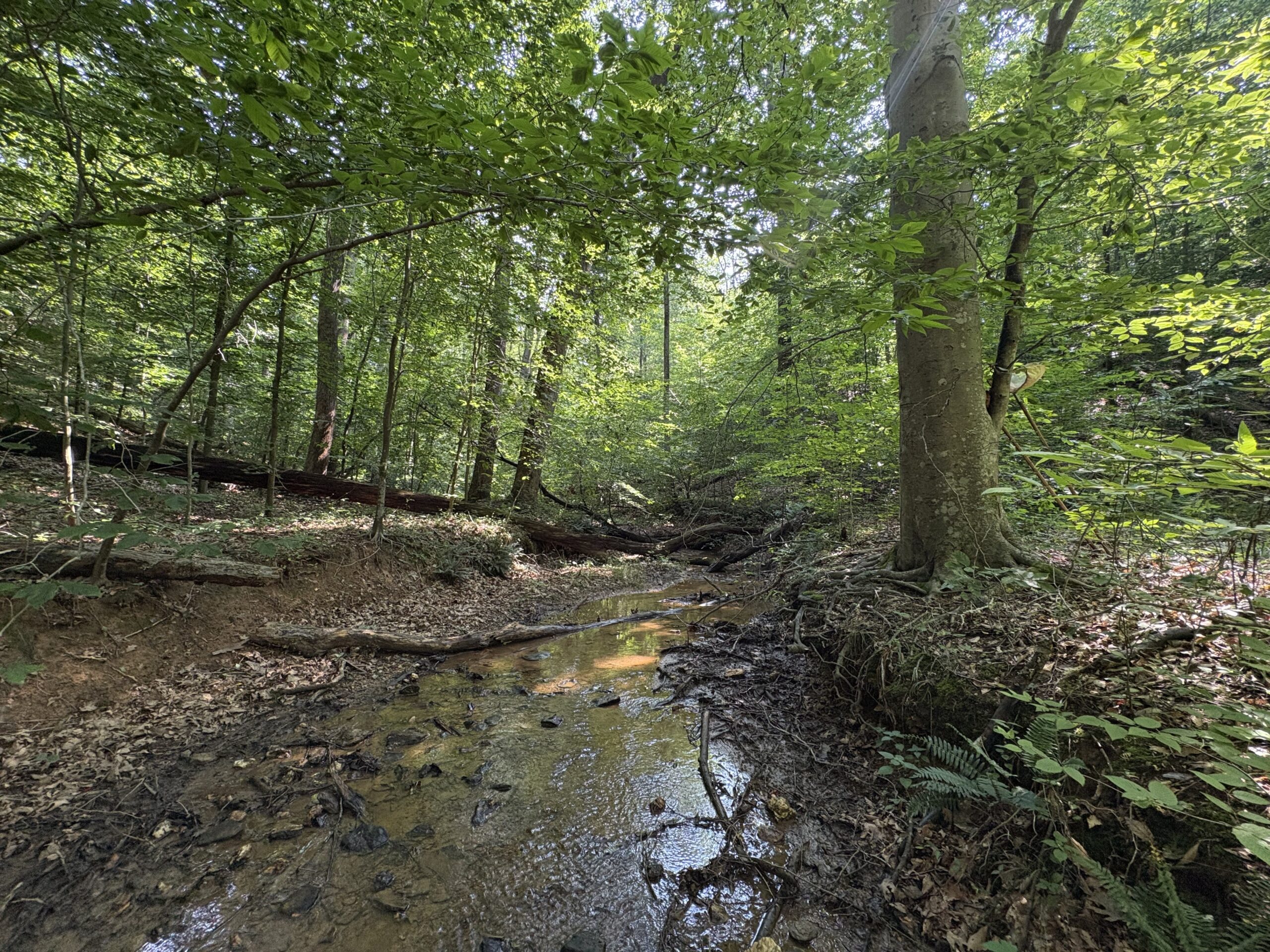 Horizonatal view of a stream in a forested area